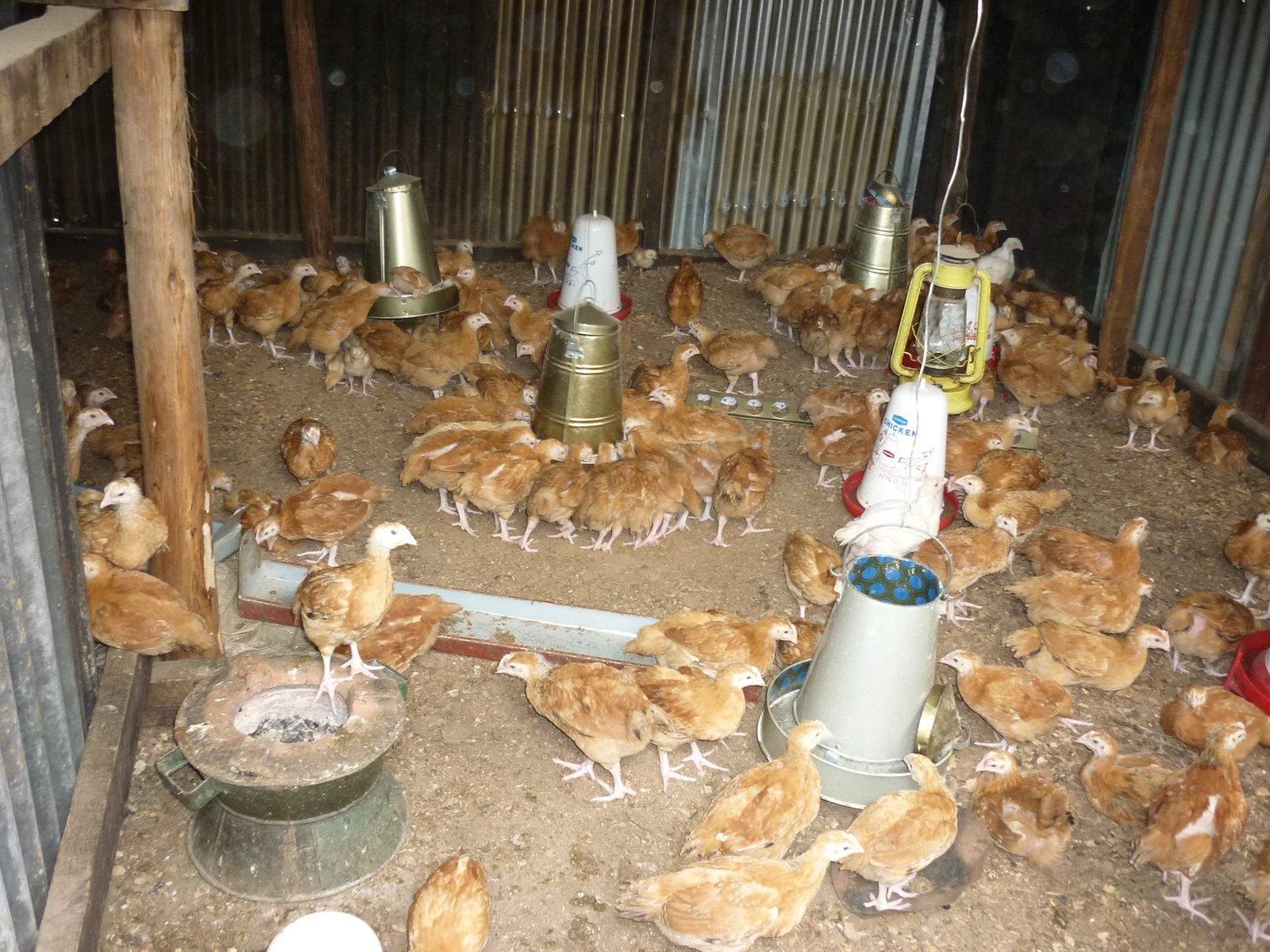 Empowering vulnerable families through income generation projects
